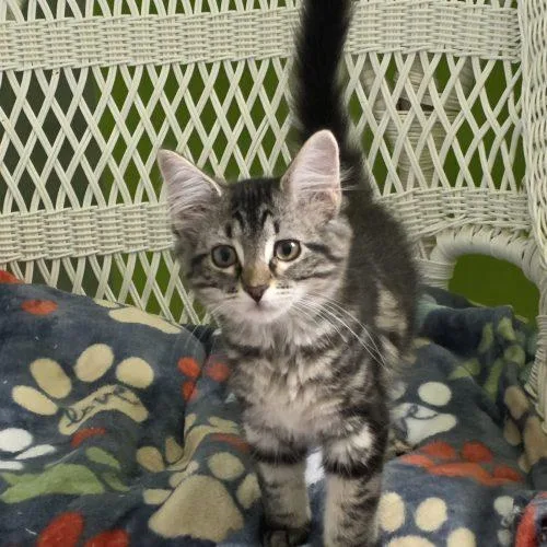 A baby small-sized female Domestic Medium Hair cat named Zoe for adoption in Elizabeth, IL