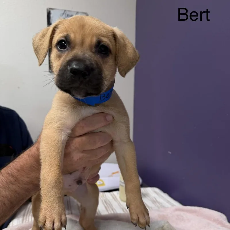 Bert