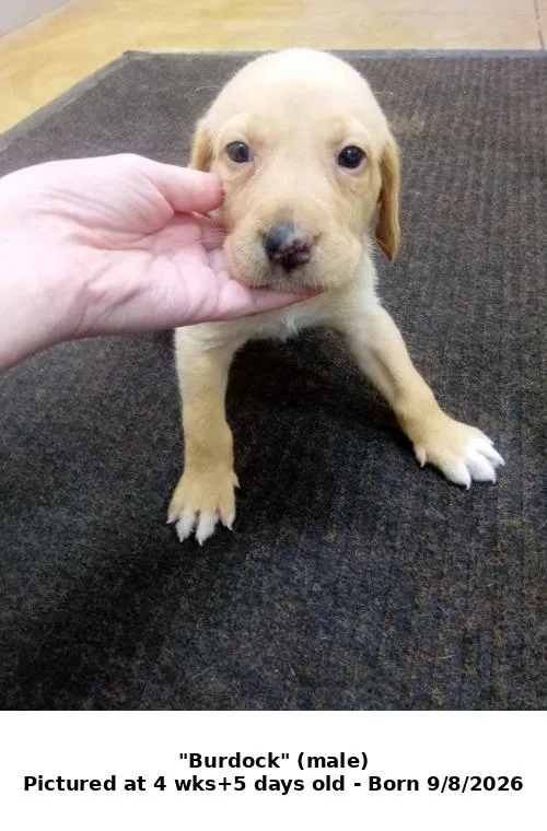 A baby large-sized male Hound dog named Burdock for adoption in Austin, MN