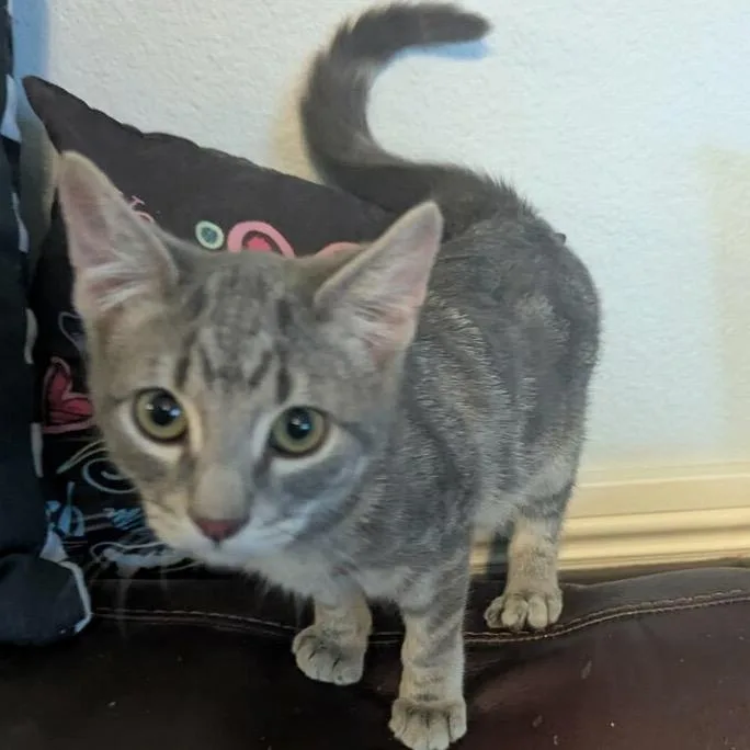 A baby small-sized male Gray / Blue / Silver Domestic Medium Hair cat named Finn for adoption in Las Vegas, NV