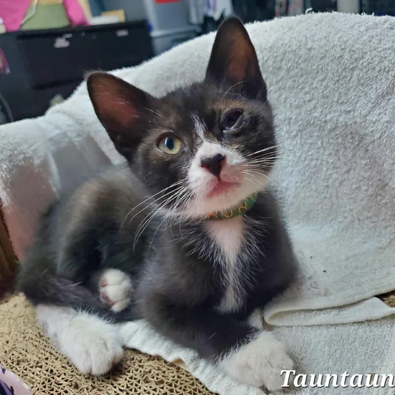 A baby small-sized male Black Domestic Short Hair cat named Tauntaun for adoption in Westminster, CA