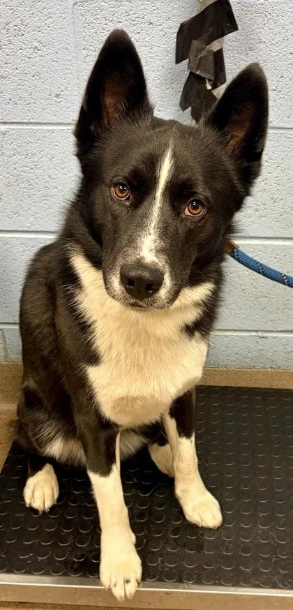An adult large-sized male Mixed Breed dog named Borris for adoption in Chamblee, GA