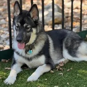 A young medium-sized male Black Mixed Breed dog named Honey Cub for adoption in Austin, TX