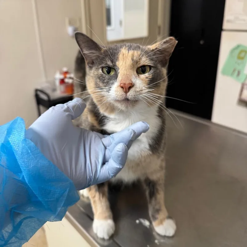 An adult medium-sized female Calico Domestic Short Hair cat named Pinky for adoption in Pekin, IL