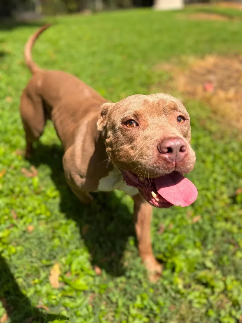 An adult large-sized male Brown / Chocolate Mixed Breed dog named Keyzer for adoption in Leitchfield, KY