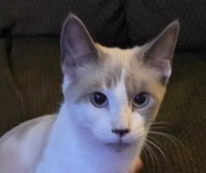 A baby medium-sized female Domestic Short Hair cat named Buttercup Twinkletoes for adoption in Savannah, GA