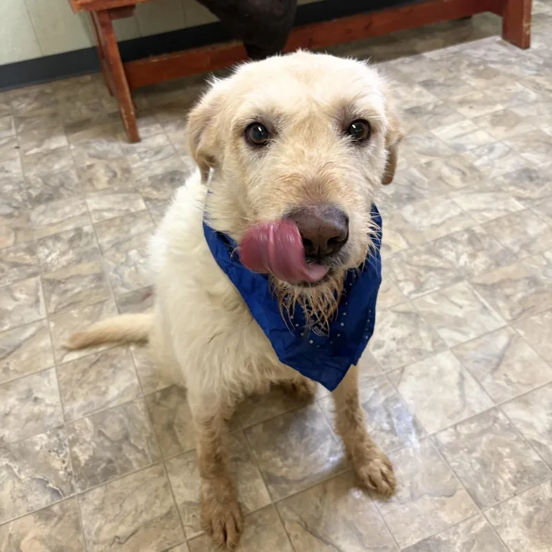 An adult large-sized male White / Cream Labrador Retriever dog named Renfield for adoption in Pilot Point, TX