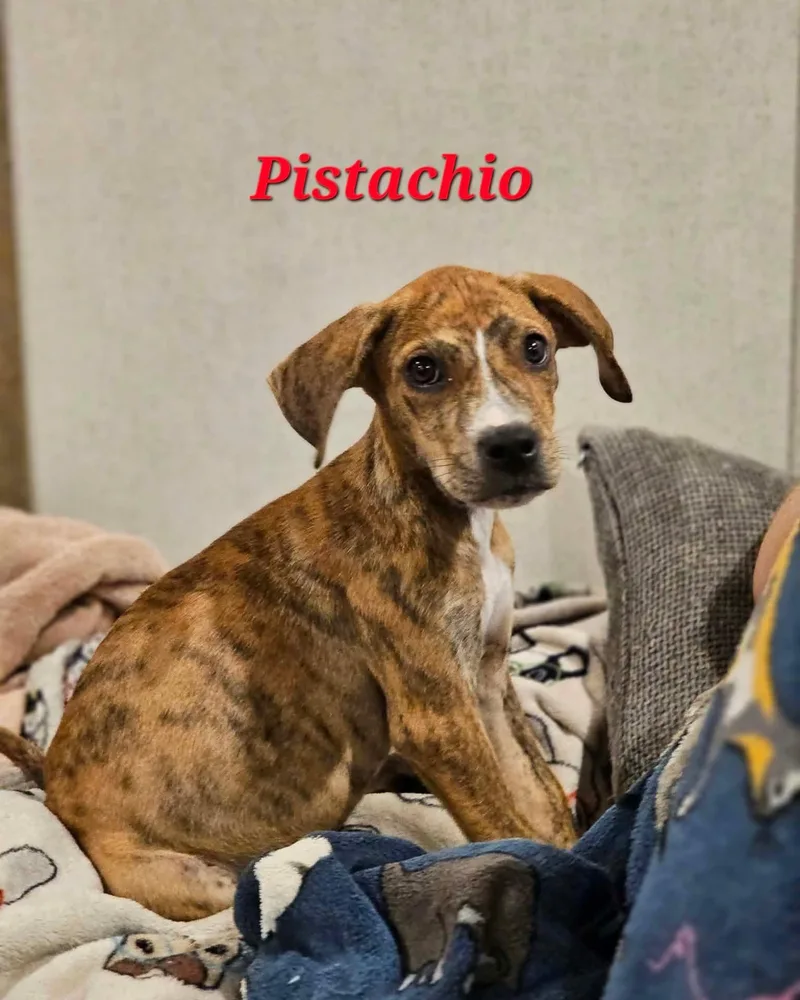 A young medium-sized female Labrador Retriever dog named Pistacho Nut Litter for adoption in Sheboygan, WI