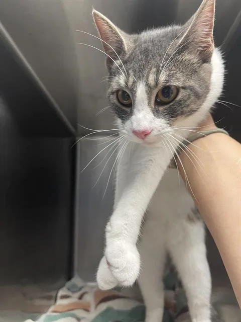 A young large-sized female Domestic Short Hair cat named Zelda for adoption in Santa Cruz, CA