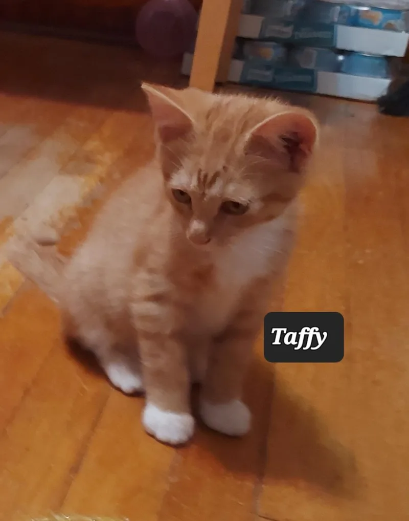 A baby medium-sized male Tabby (Orange / Red) Domestic Short Hair cat named Taffy for adoption in Chicago, IL