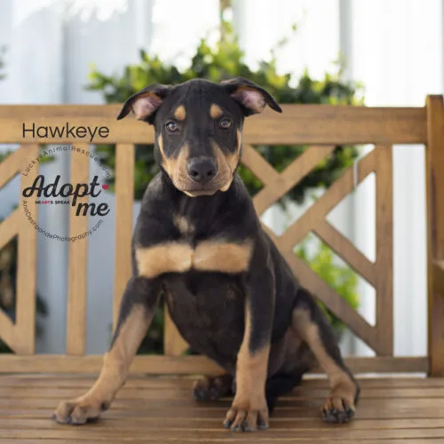 A young medium-sized male Black Doberman Pinscher dog named Hawkeye for adoption in Bakersfield, CA