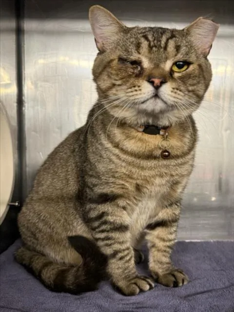 An adult medium-sized male Persian cat named Felix for adoption in Woodland, CA