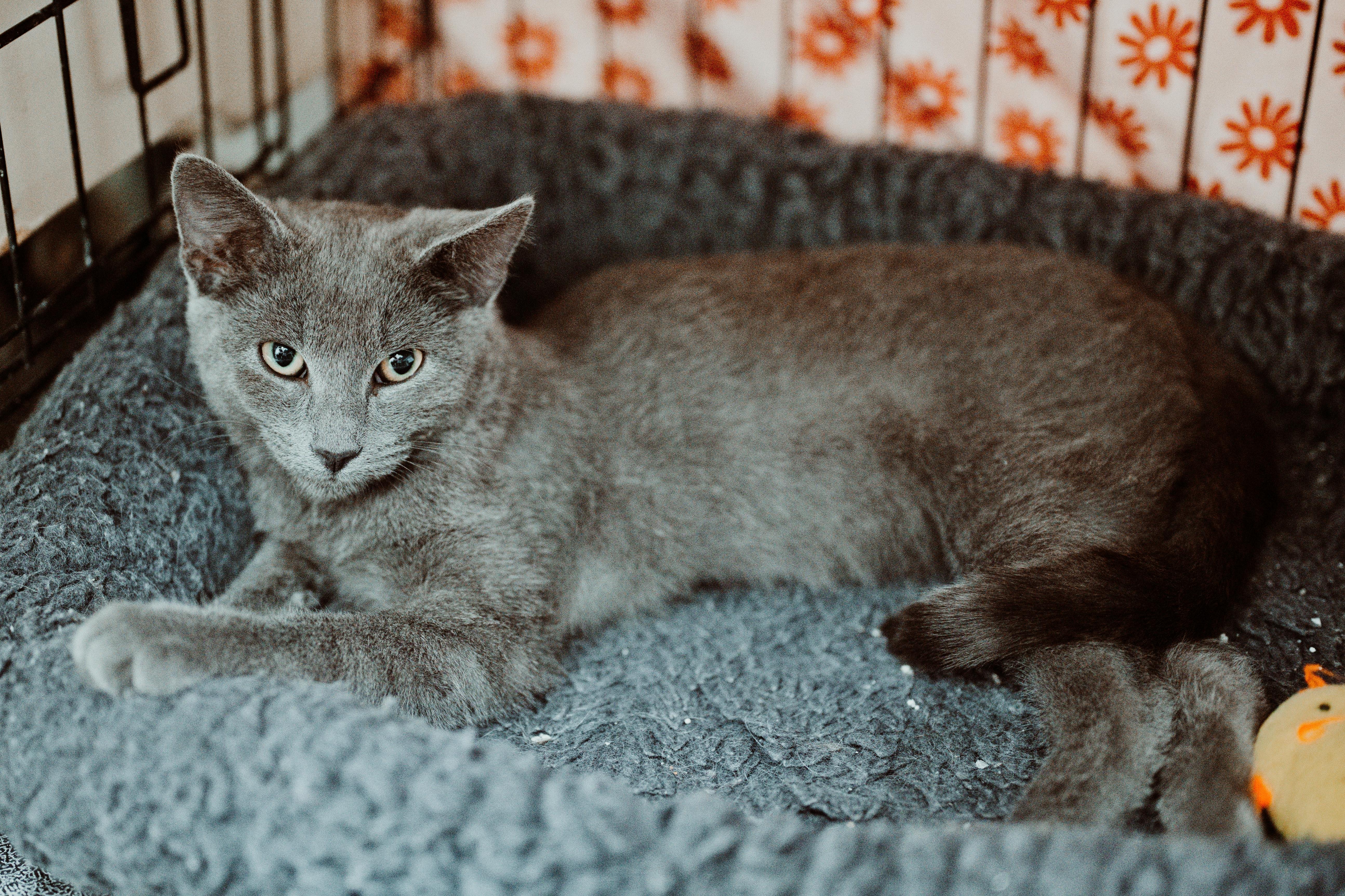 A young medium-sized male Tabby (Gray / Blue / Silver) Domestic Short Hair cat named Unger for adoption in Le Mars, IA