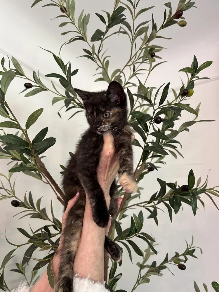 A baby small-sized female Domestic Short Hair cat named Freya for adoption in Ferndale, MI