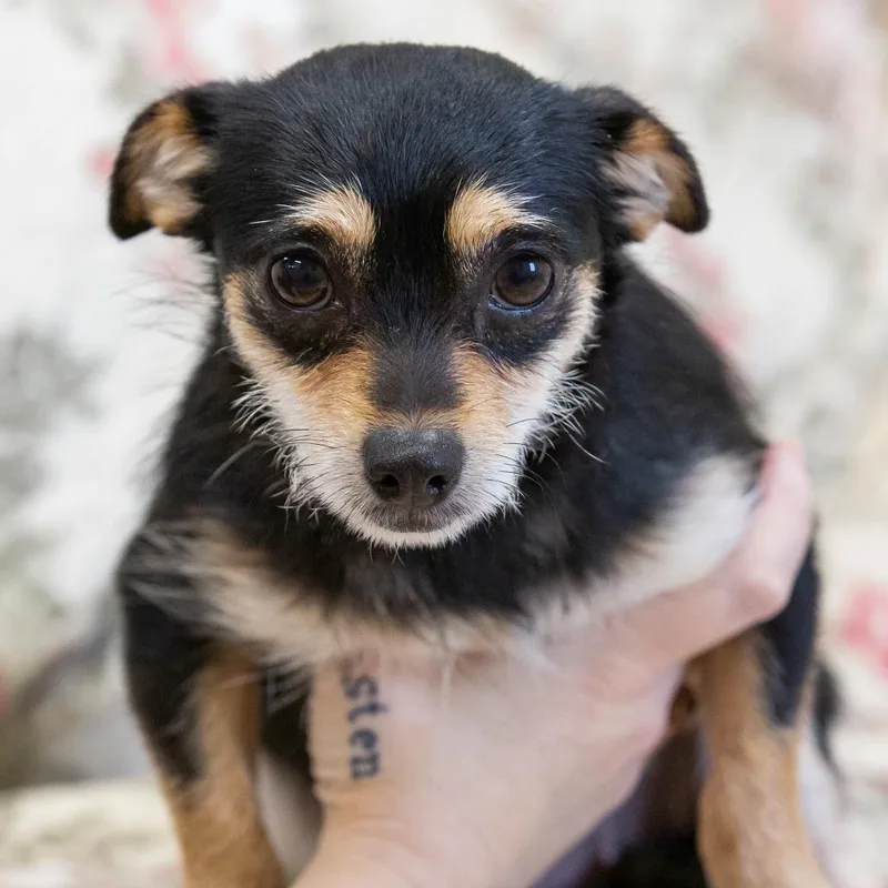 An adult small-sized female Black Mixed Breed dog named Georgia for adoption in Cartersville, GA