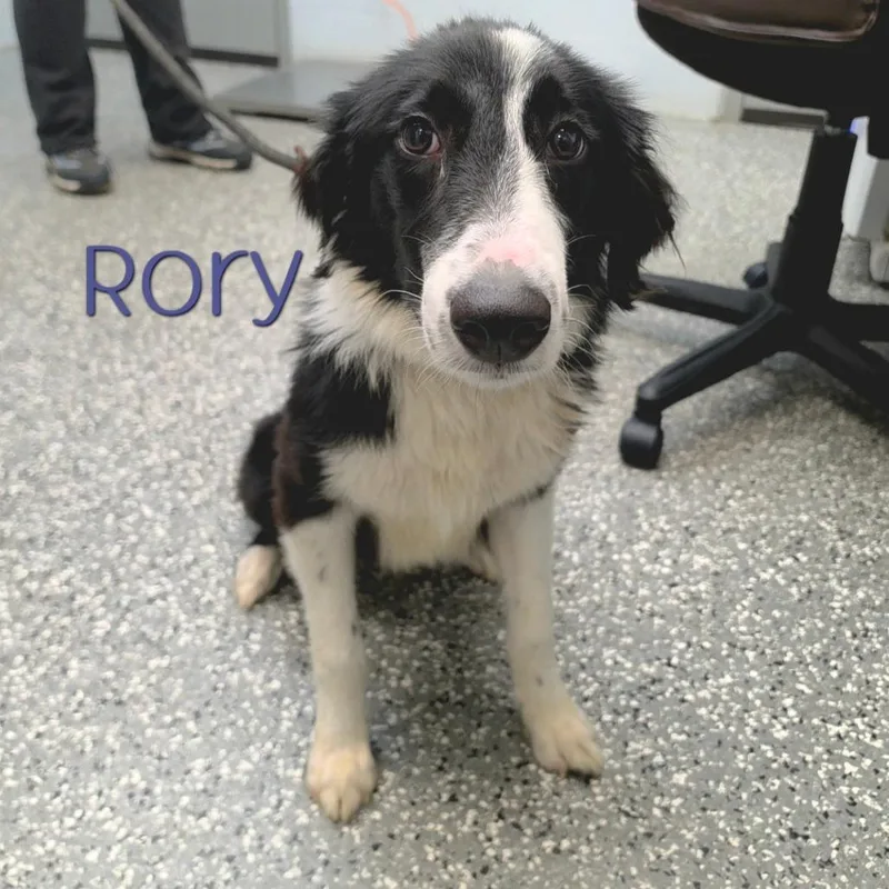 Rory