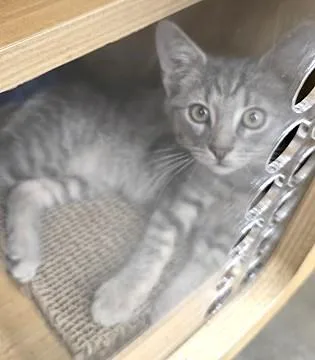 A young small-sized male Gray / Blue / Silver Domestic Short Hair cat named Monty for adoption in North Myrtle Beach, SC