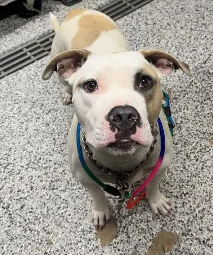 An adult large-sized male Mixed Breed dog named Ray for adoption in West Chester, PA