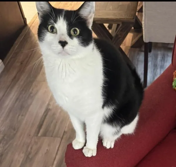 An adult medium-sized male Domestic Short Hair cat named Gamby for adoption in San Diego, CA