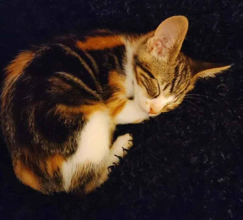 A baby small-sized female Calico cat named Jazmine for adoption in San Jacinto, CA