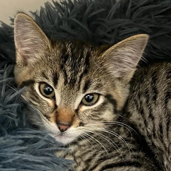 A baby small-sized male Brown / Chocolate Domestic Short Hair cat named Ren for adoption in Redwood City, CA