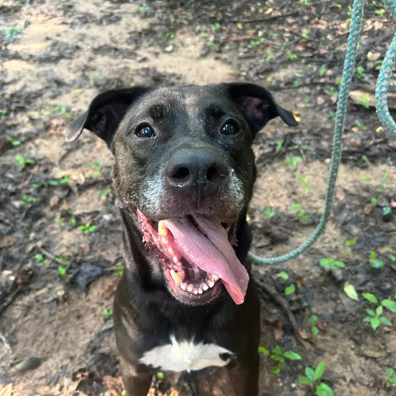An adult large-sized male Black Mixed Breed dog named Thor for adoption in Hopkinton, MA