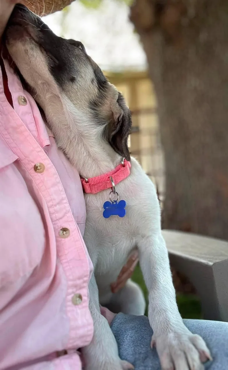 A baby medium-sized female Shepherd dog named Lila for adoption in Southlake, TX