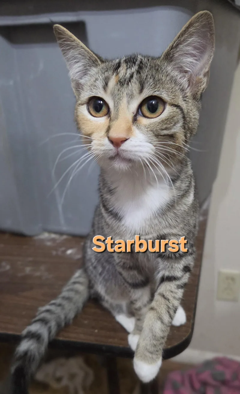 A baby medium-sized female Tabby cat named Starburst for adoption in MONTGOMERY, TX