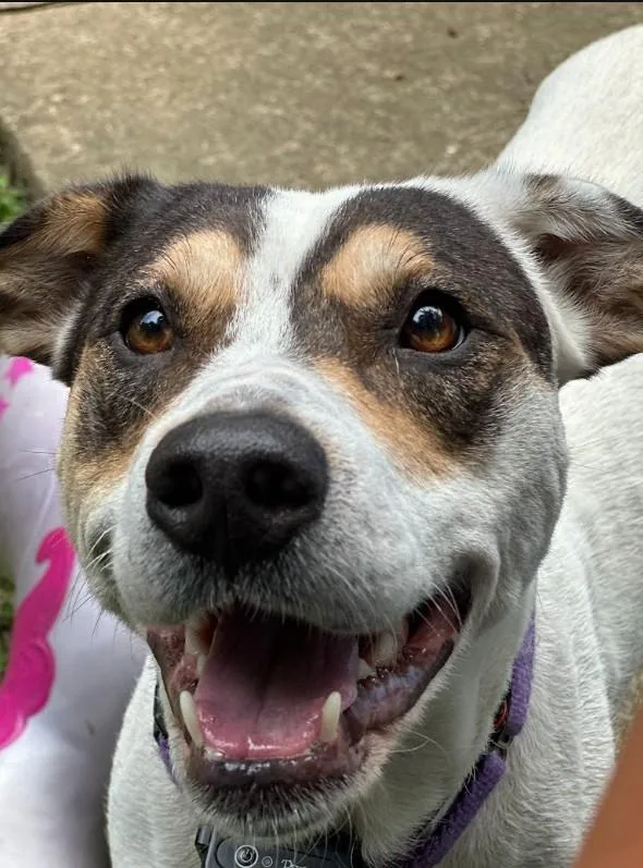 An adult large-sized female White / Cream American Bulldog dog named Reba for adoption in Joppa, AL