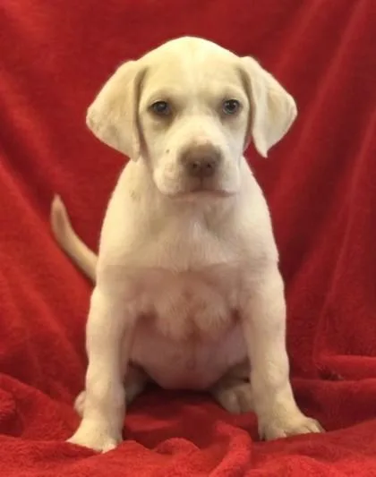 A baby medium-sized female Retriever dog named Sara for adoption in Madison, NJ