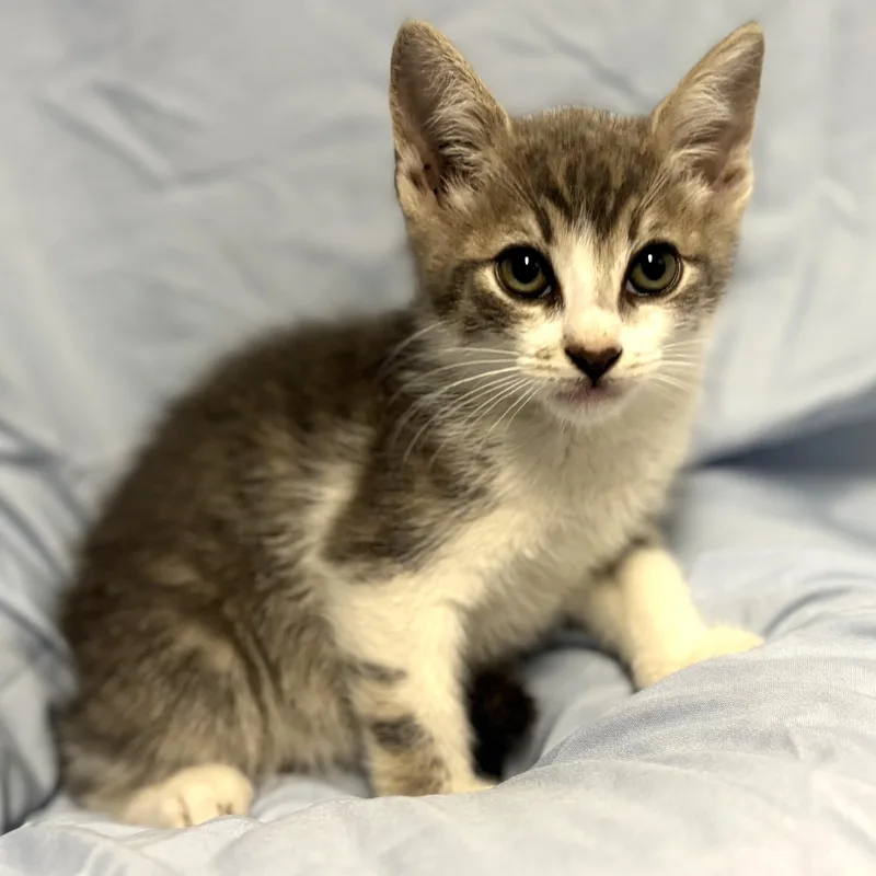 A baby medium-sized male Tabby (Gray / Blue / Silver) Domestic Short Hair cat named Burrito for adoption in Beverly Hills, CA