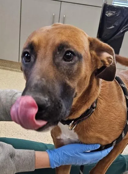 An adult medium-sized female Mixed Breed dog named Reba for adoption in Lafayette, IN