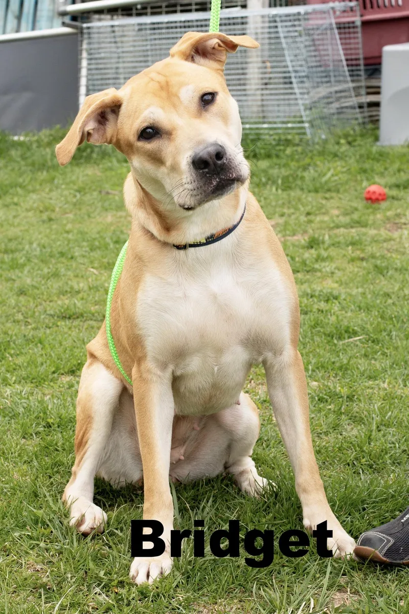 A young medium-sized female Yellow / Tan / Blond / Fawn Mixed Breed dog named Bridget for adoption in Macomb, IL