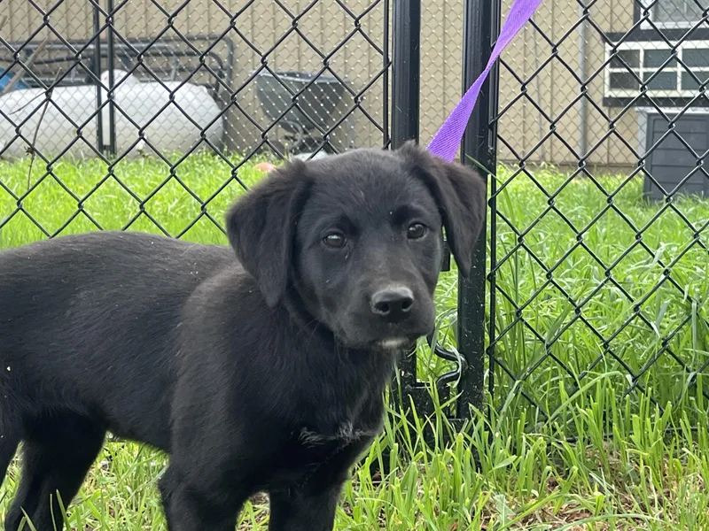 A baby medium-sized female Labrador Retriever dog named Lydia for adoption in Havertown, PA