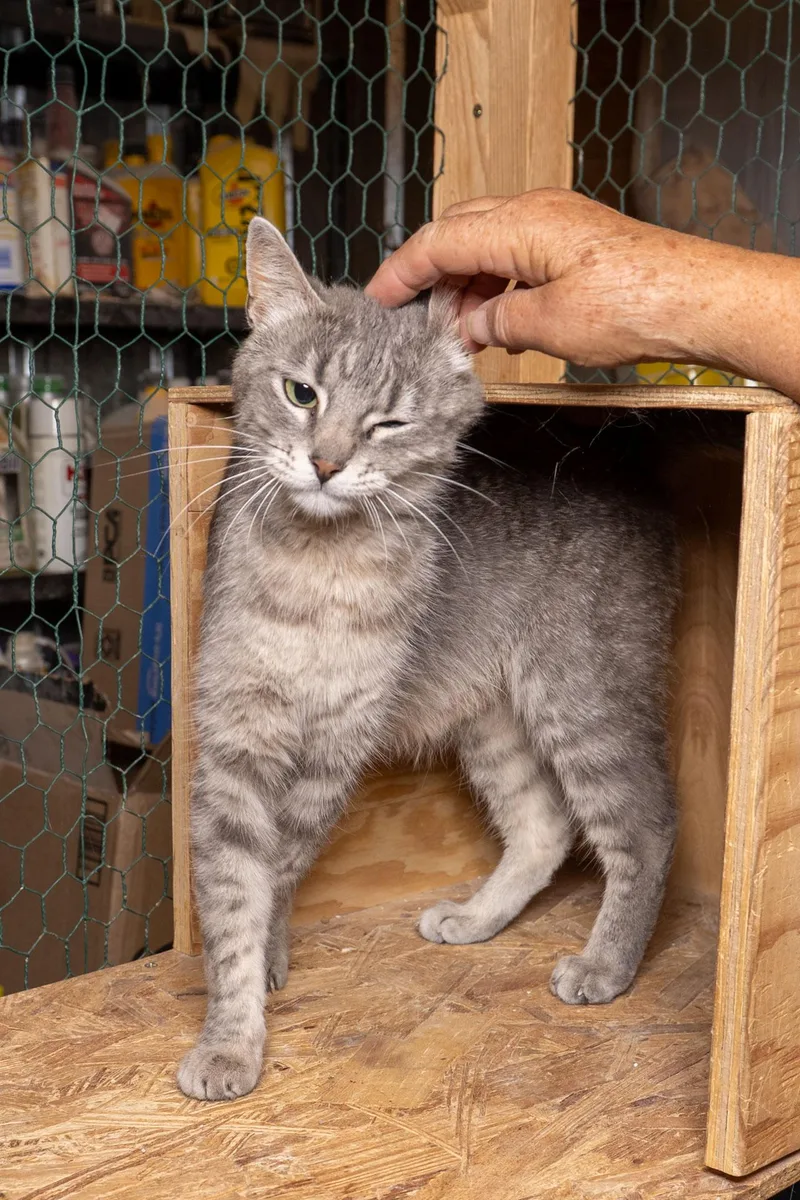 A young medium-sized female Tabby (Gray / Blue / Silver) Tabby cat named Geraldine for adoption in Cardwell, MT