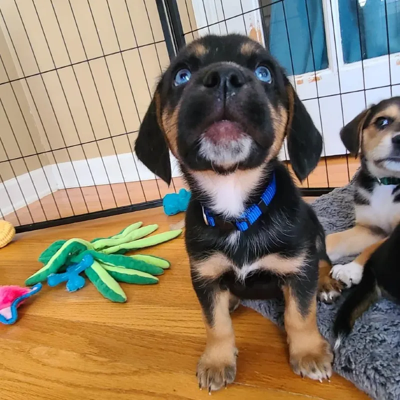 A baby small-sized male Brown / Chocolate Mixed Breed dog named Chandler for adoption in Chattanooga, TN