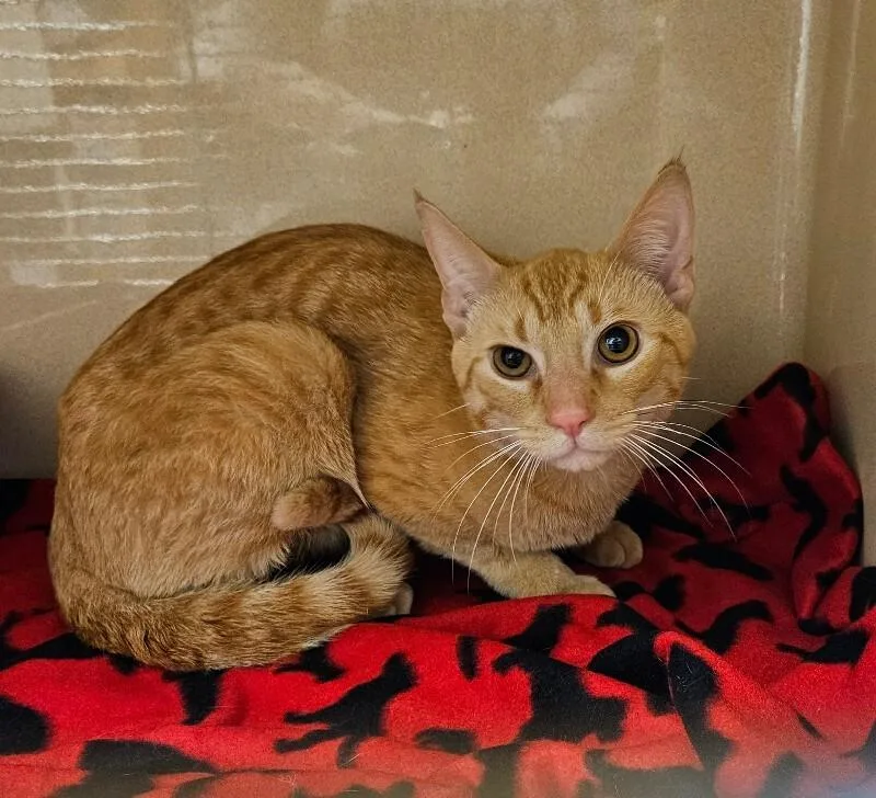 A young medium-sized male Tabby (Orange / Red) Domestic Short Hair cat named Captain for adoption in Elyria, OH