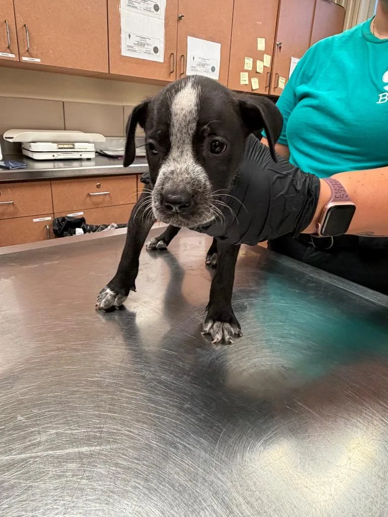 A baby small-sized female Mixed Breed dog named Georgia for adoption in Bossier City, LA