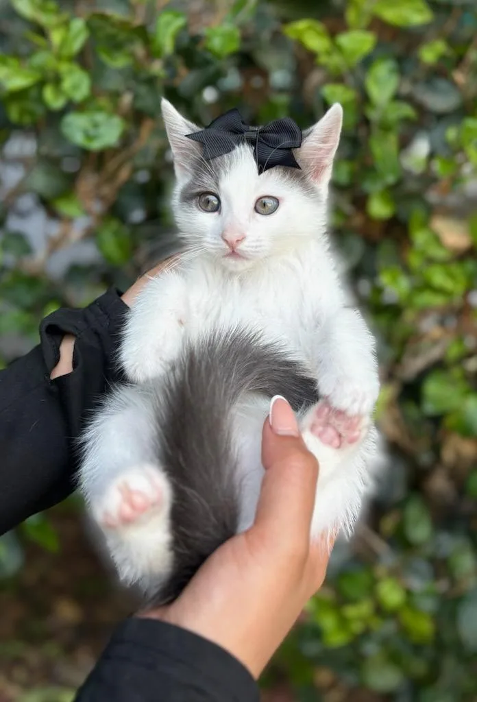 A baby small-sized female Black Domestic Short Hair cat named Alice for adoption in South El Monte, CA