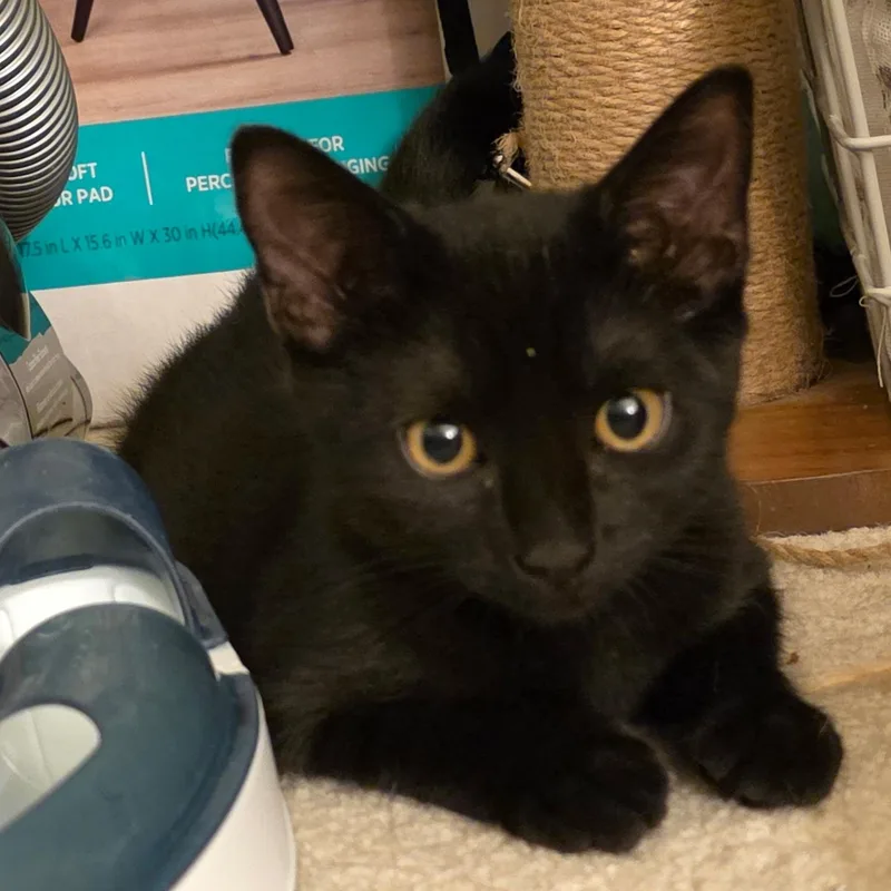 A baby medium-sized male Black Bombay cat named Shadow for adoption in Sacramento, CA