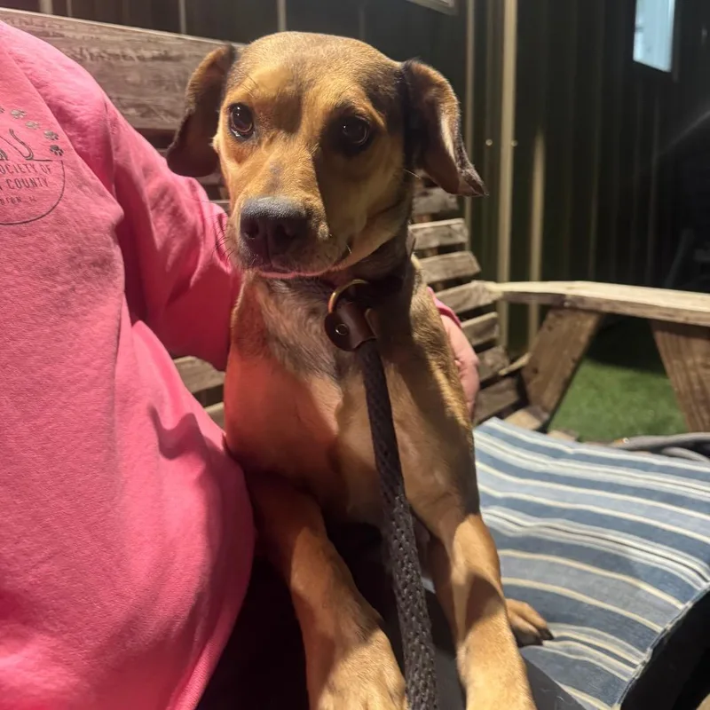 An adult medium-sized female Brown / Chocolate Mixed Breed dog named Sweetums for adoption in Pekin, IL