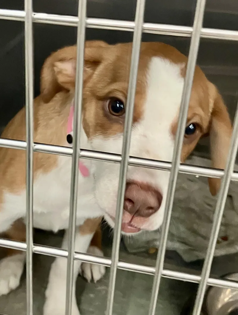 A baby medium-sized female White / Cream Mixed Breed dog named Ruby for adoption in Parma, OH