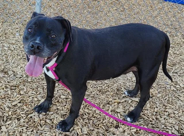 A senior medium-sized male Pit Bull Terrier dog named Oso for adoption in Albuquerque, NM