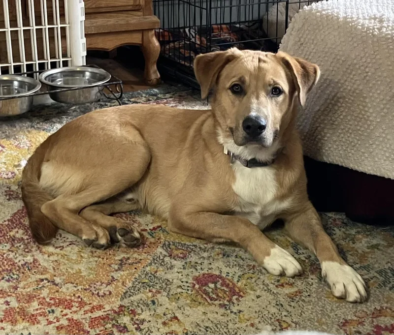 An adult medium-sized male Red / Chestnut / Orange Retriever dog named Marty for adoption in Fort Collins, CO