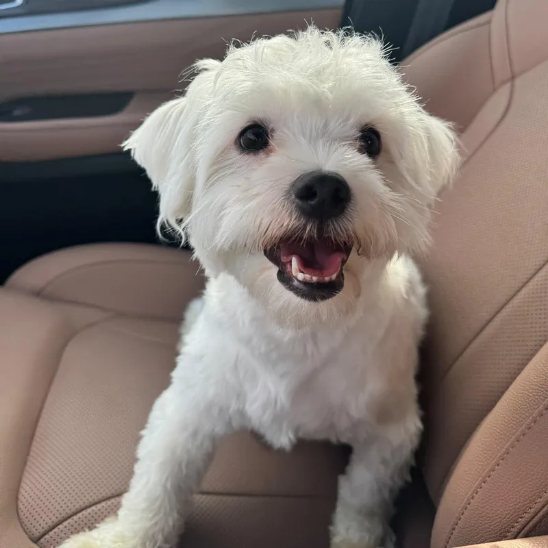 A young small-sized male Havanese dog named Dodo for adoption in New York, NY