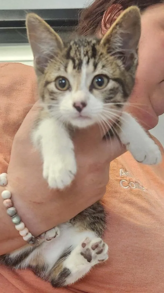 A baby small-sized female Domestic Short Hair cat named Bomb Pop for adoption in Republic, MO
