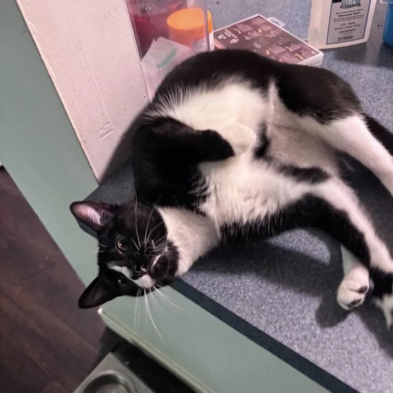 An adult small-sized female Black & White / Tuxedo Domestic Short Hair cat named Gigi for adoption in Chicago, IL