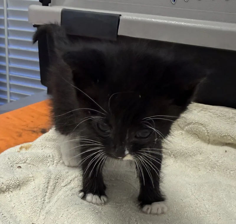 A baby small-sized female Domestic Short Hair cat named Shai for adoption in Pinson, AL