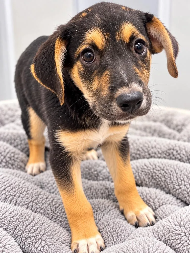 A baby medium-sized female Australian Cattle Dog / Blue Heeler dog named Zuri for adoption in Seven Points, TX