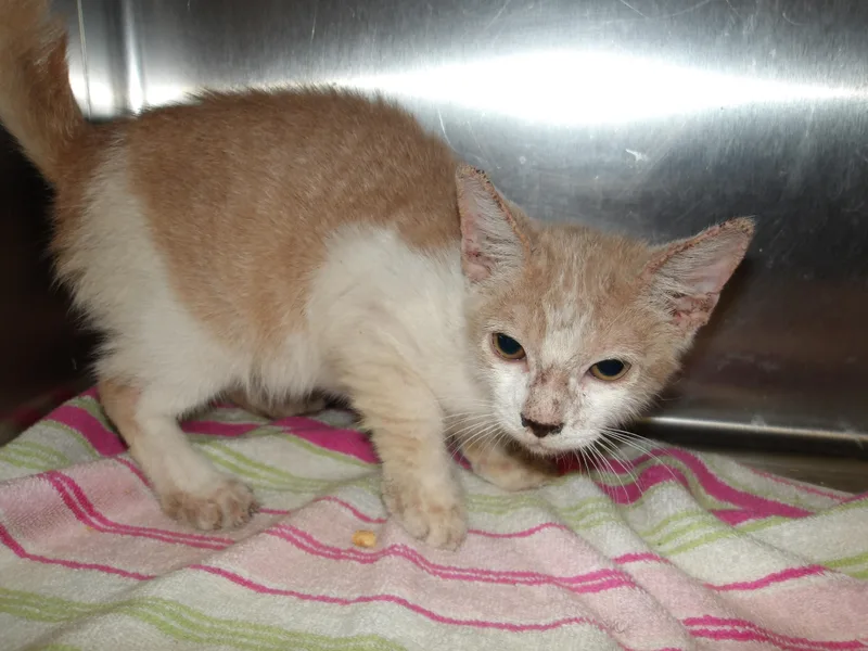 A baby medium-sized female Domestic Short Hair cat named Ayla for adoption in Los Angeles, CA